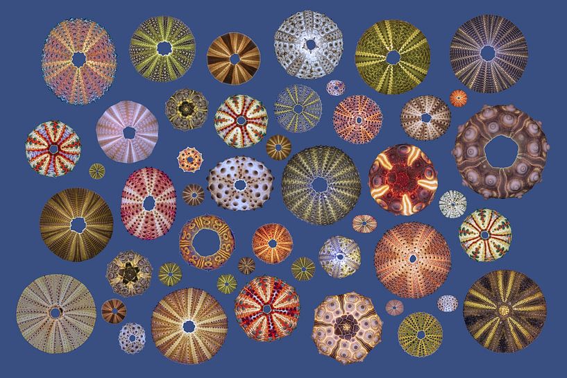 Seeigel von Robert Brons