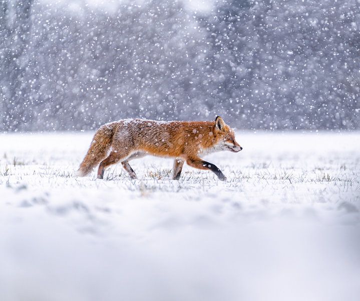 In search of food von Jürgen Rockmann