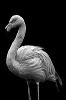 Flamant rose
