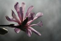 Magnolia in het ochtendlicht