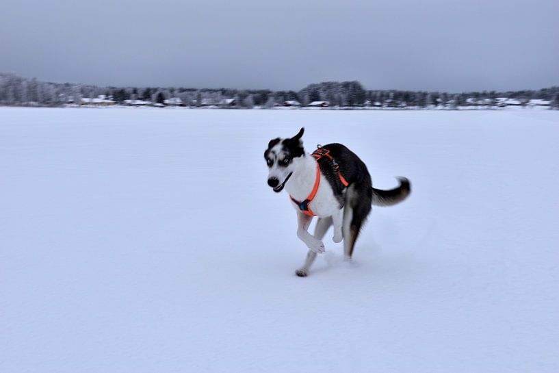 Husky on ice by Christer Andersson