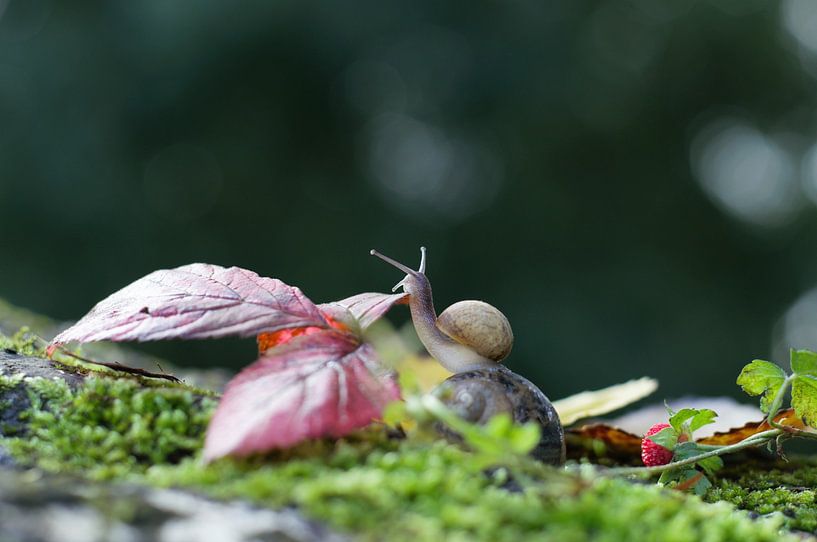 Snail in colorful forest by Eric Hammer