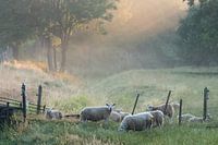 Schaapjes op het droge.