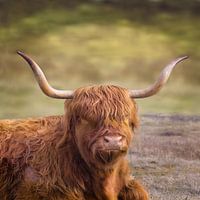 Schottischer Highlander