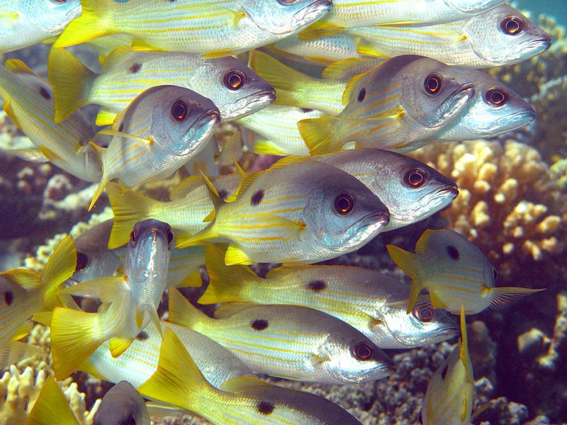 Fischsitzung von Roel Beurskens