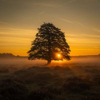 Sunrise Veluwe Netherlands 3