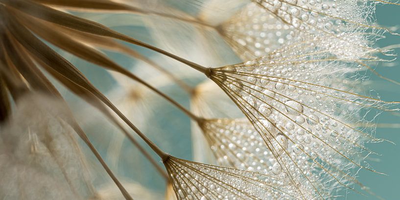 Landpanorama: Goldbrauner Flaum mit Türkis von Marjolijn van den Berg