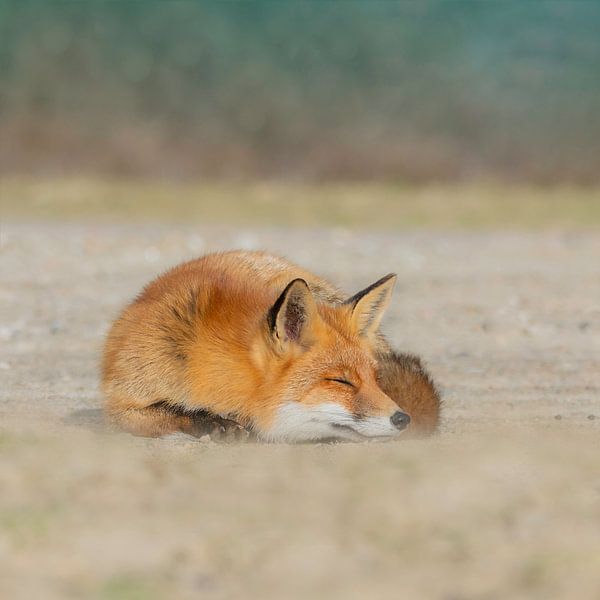 fox par Anna Stelloo