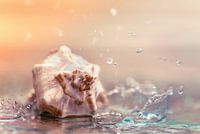 Muschel bei Sonnenuntergang mit fliegenden Spritzern