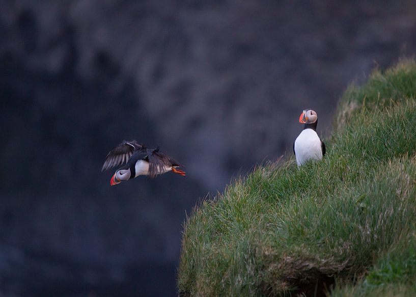 Papegaaiduikers von Thijs Schouten