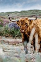 Texeler Hochlandbewohner