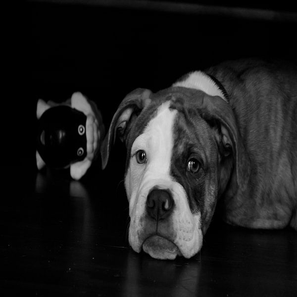 Hund mit Spielzeug von sarp demirel