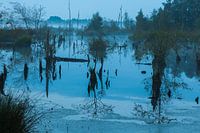 Ochtendmist in de Peel