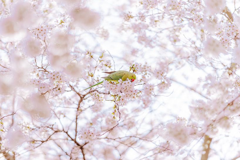 Blossom by Myrthe Vlasveld