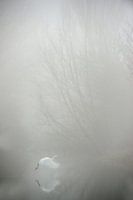 Great egret in the fog