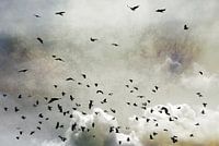 Wings (gesehen bei vtwonen)