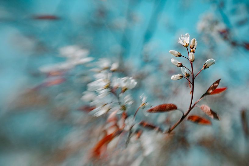 Aqua Motion by Hiske Boon