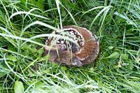 Veau de quelques jours dormant dans le champ.