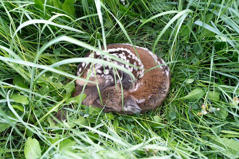 Veau de quelques jours dormant dans le champ. par Caroline van de Plas