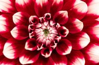 Rot mit einer weißen Spitze.