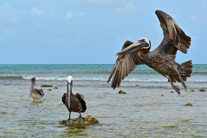 Pelicans by Ron Steens