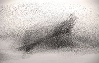 Starling swarm in the shape of a bird