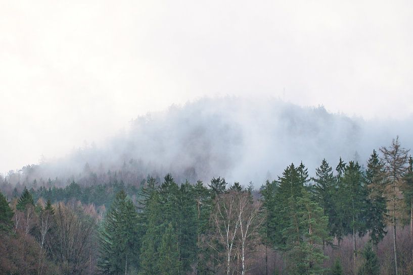 Forest in the fog in the Elbe Sandstone Mountains by Martin Köbsch