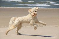 labradoodle dog playing and running on the beach