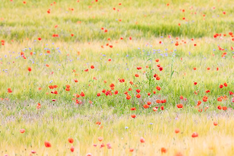 wie ein Monet von Daniela Beyer