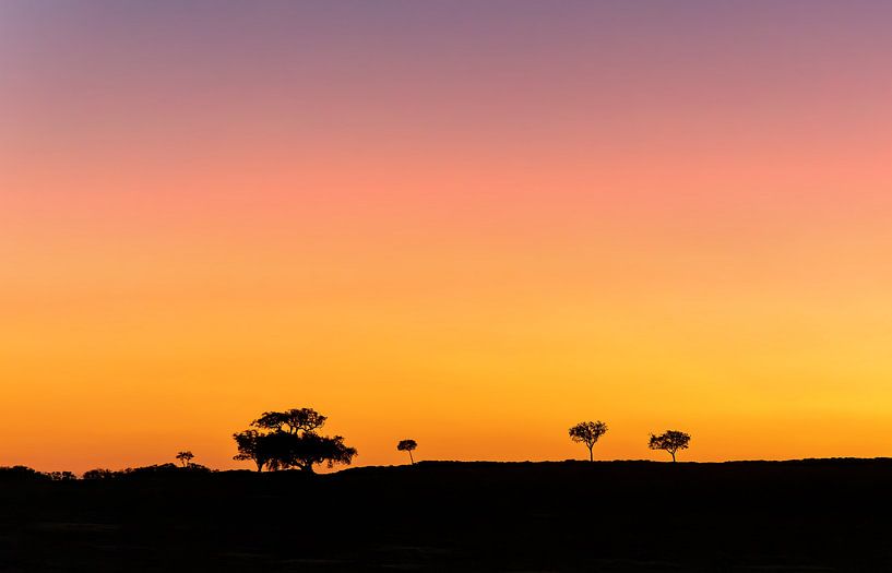 Chênes-lièges au coucher du soleil, Portugal par Adelheid Smitt