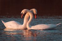 Des cygnes qui s'accouplent