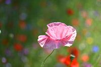 coquelicot rose