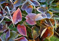 feuilles colorées givrées, graphiques