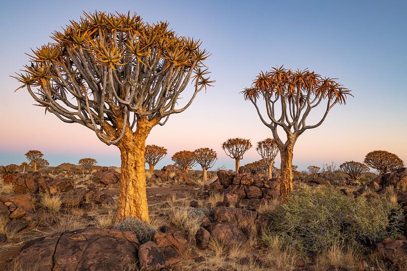 Röhrenbäume 5 von Albert Mendelewski
