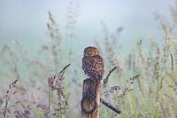 Steinkauz, (Athene noctua).