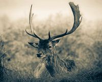 Ruhende Rehe im Unterholz