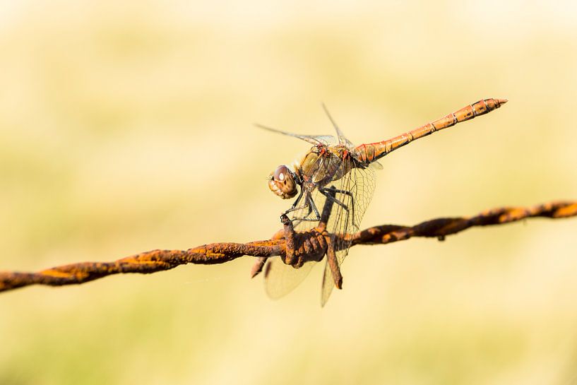 Rode libelle van Michel van Kooten