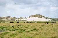 Nature reserve Boschplaat Terschelling dunes and cows