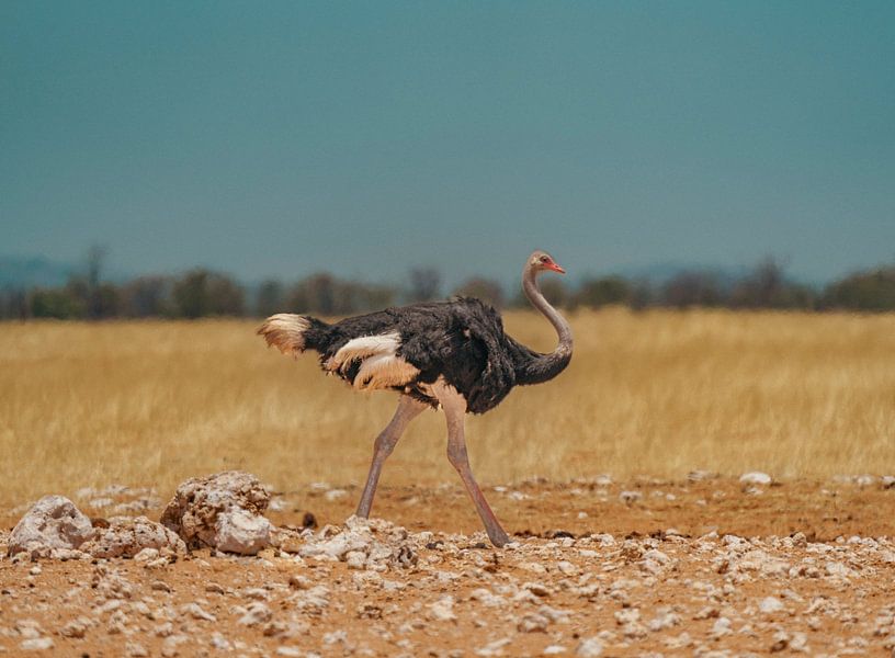 Autruche africaine en Namibie, Afrique par Patrick Groß
