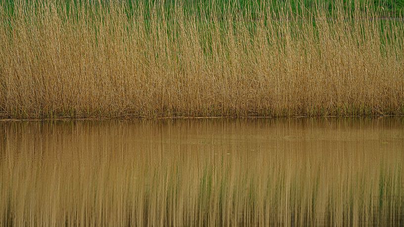 Reflection of a reed bank by Eagle Wings Fotografie