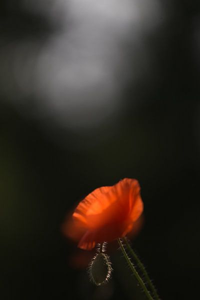 Klaproos met baby. Oosterheide Oosterhout Noord Brabant Nederland Holland by Ad Huijben