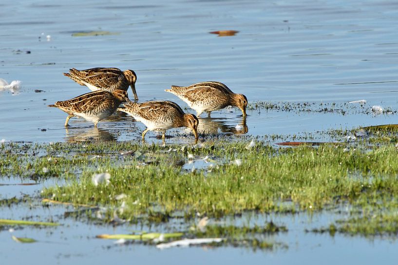 Watersnip in Opper-Lausitz van Karin Jähne