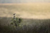 Wiesenpieper auf einer kleinen Kiefer, mit Blick über die weitläufige Deelerheide im Deelerwoud