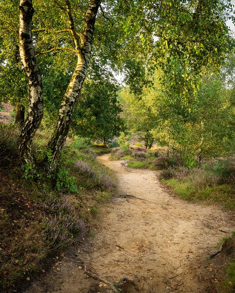 Der Weg in die Heidelandschaft von John Goossens Photography
