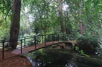 Brücke im Wald