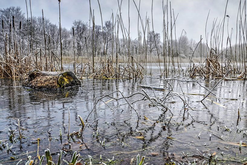 Branches et glace par Frans Blok - des photos, de l'art et des autres décorations murales