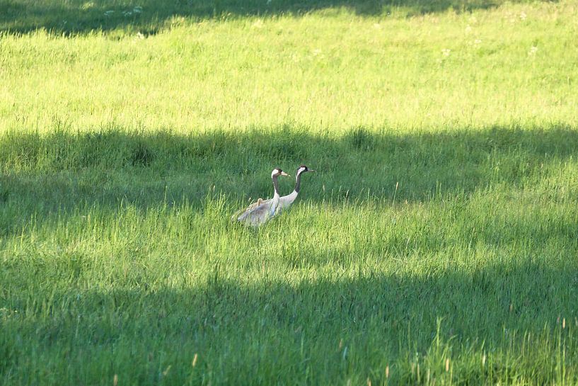 Kranich Familie auf einer Wiese von Martin Köbsch