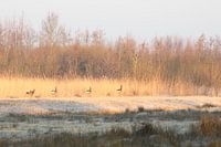 viermal hintereinander