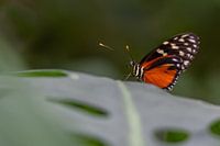 Papillon sur une feuille