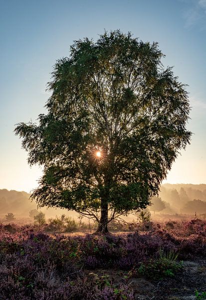 Blühendes Heidekraut mit Baum im Sonnenaufgang bei Posbank (Veluwe) von Martijn Joosse